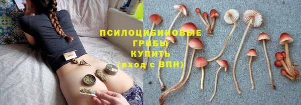 гашик Нефтекумск